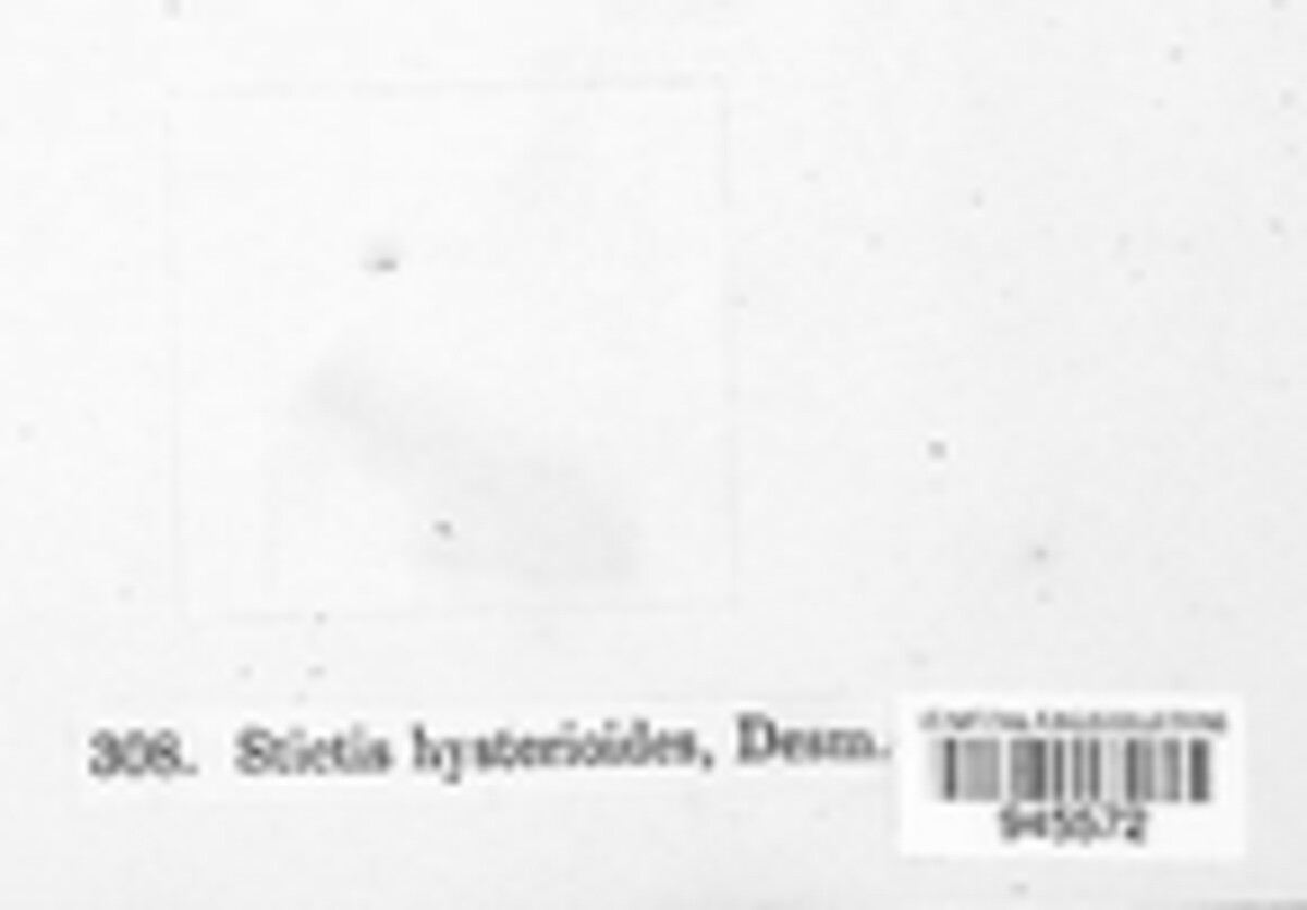 Phragmonaevia hysterioides image